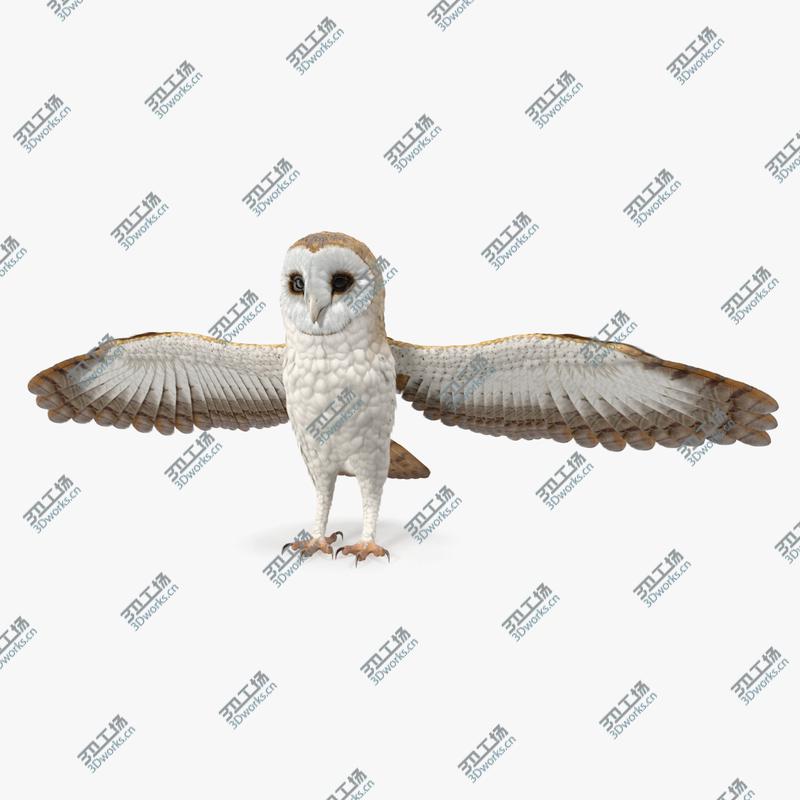 images/goods_img/202105071/3D Common Barn Owl model/1.jpg